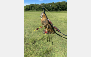 Découverte 3D - Nature - Campagne Les Archers du Colosse pour les Colosses